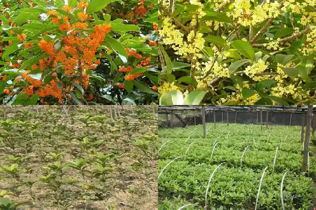 不结果的桂花树1684110242500