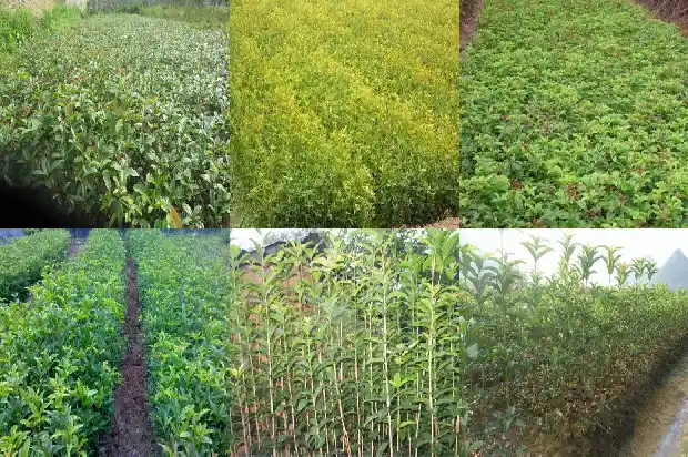 不结果的桂花树1684110242546