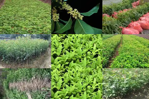 不结果的桂花树1684110242594