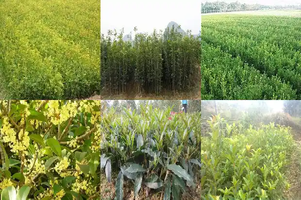什么桂花树品种最香1684110294580