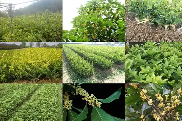 桂花树好听的名字1684110344714