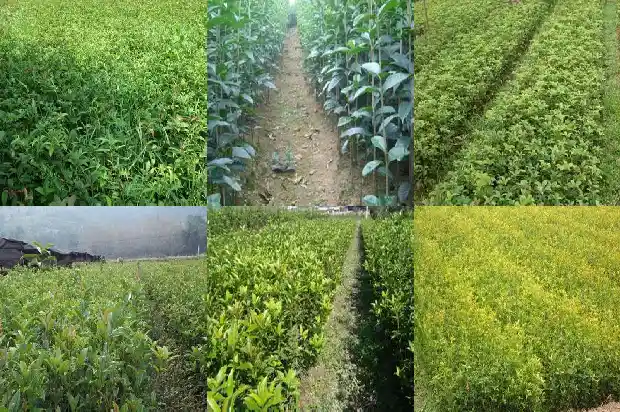 桂花树好听的名字1684110344761