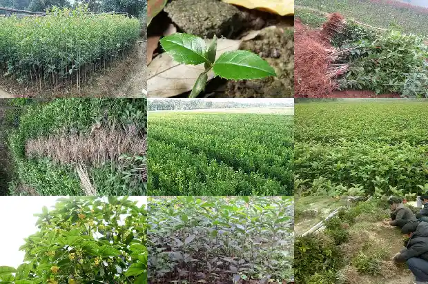 桂花树有什么别名1684110373128