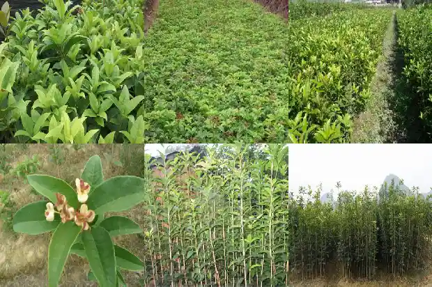 桂花树的别名是什么1684110409840