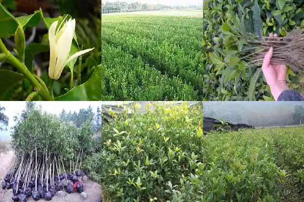 桂花树的别名是什么1684110409888