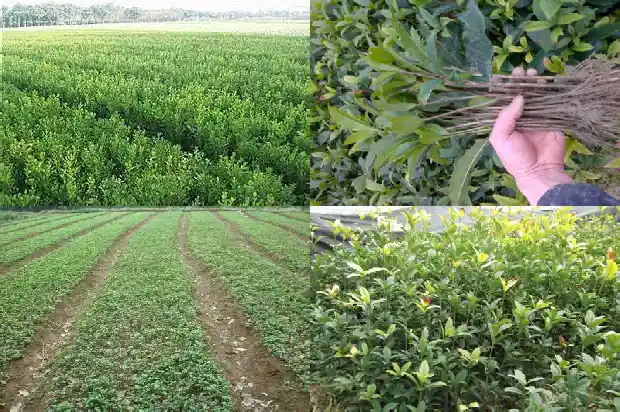 什么桂花树花期最长呢1684110475161