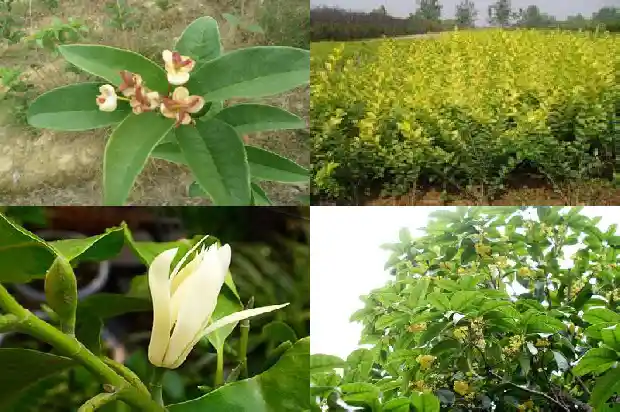 什么桂花树花期最长又好养1684110495285