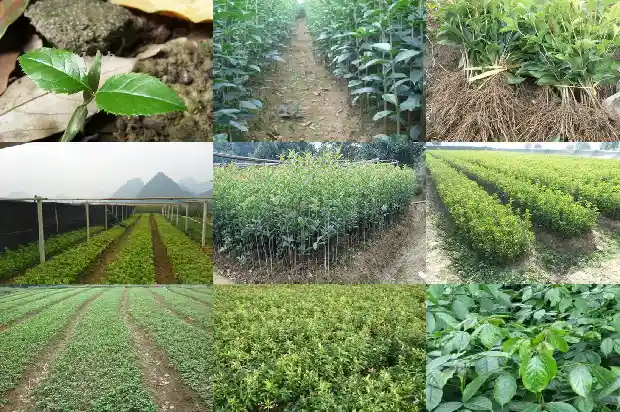 什么桂花树花期最长又好养1684110495333