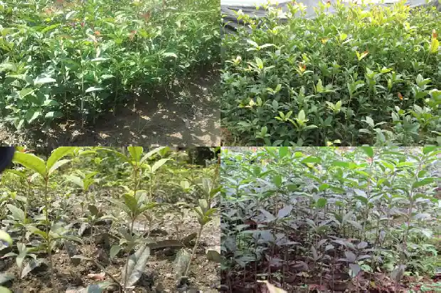 什么桂花树花期最长又好养1684110495379