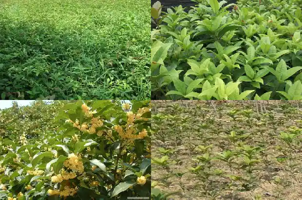 桂花树什么品种花期长1684110515715
