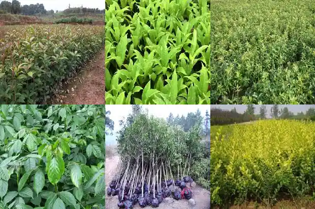桂花树什么品种花期长1684110515760
