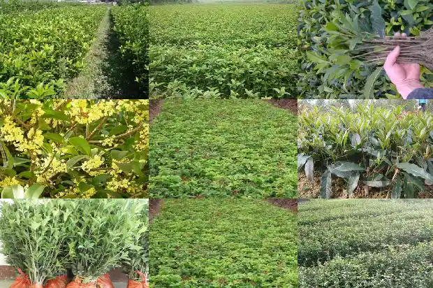 什么桂花树花期最长又好看1684110549569