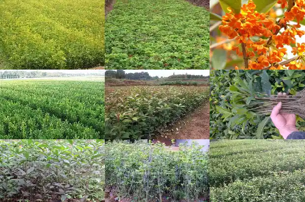 桂花树还有什么树木名称1684110580444
