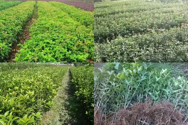 桂花树还有什么树木名称1684110580540