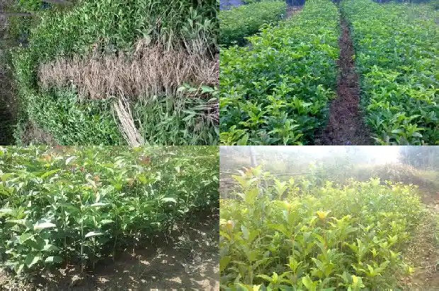 桂花树还有什么树种呢1684110613348