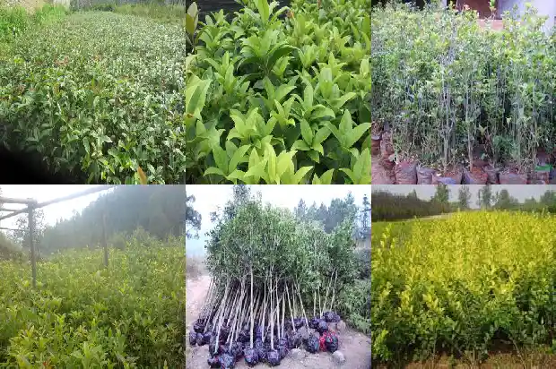 桂花树还有什么树种名称1684110630658