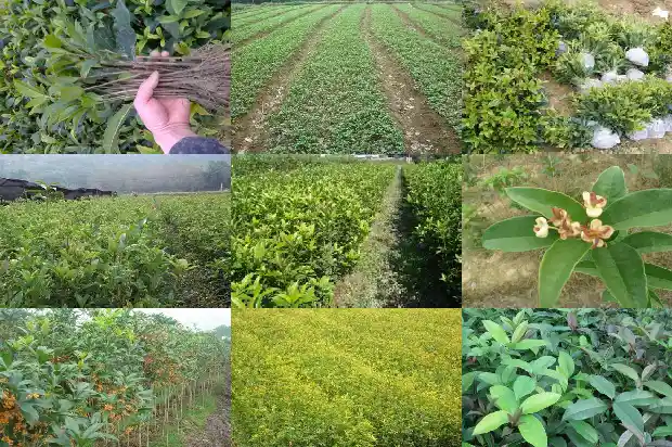 桂花树还有什么树种名称1684110630706