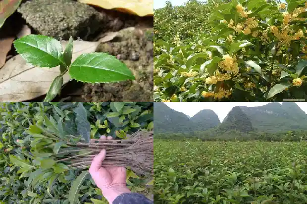 和桂花树很像的是什么树1684110652336