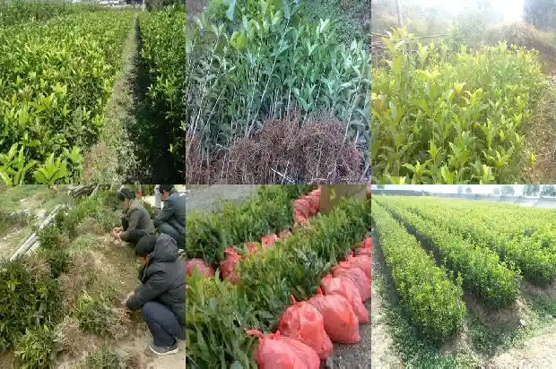 像桂花树一样的树叫什么树1684110667573