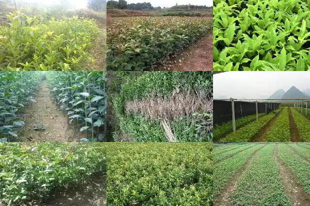 像桂花树一样的树叫什么树1684110667620
