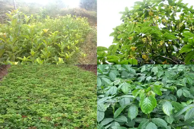 桂树跟桂花树是一种树吗?1684110691363