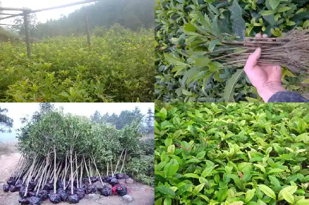 桂树跟桂花树是一种树吗?1684110691411