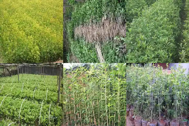 桂花树叫什么树名字1684110714381