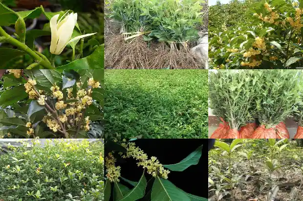 桂花树叫什么树名字1684110714474