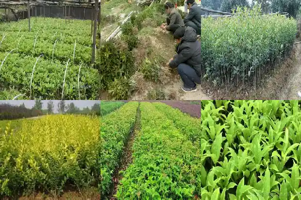 桂花树又称什么树1684110735752