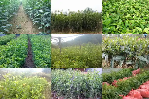 桂花树长10公分要几年才开花1690763874905
