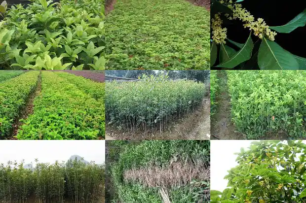 桂花树又称什么树1684110735896