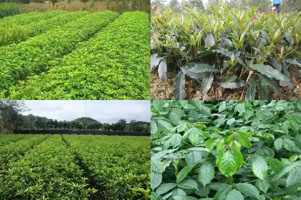 桂花树是什么植被类型1684110750797