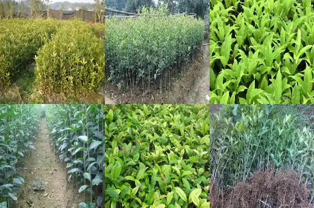 桂花树是什么植被类型1684110750845