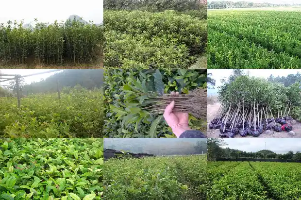 桂花树是沉香树吗1684110772358