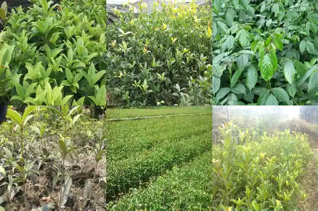 桂花树是沉香树吗1684110772406