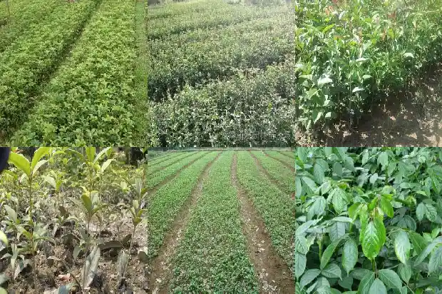 桂花树是沉香树吗1684110772454