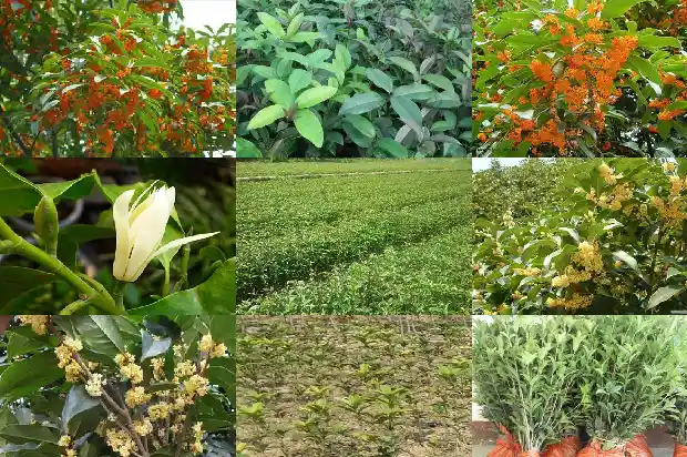 桂花树就是桂树吗为什么1684110831567