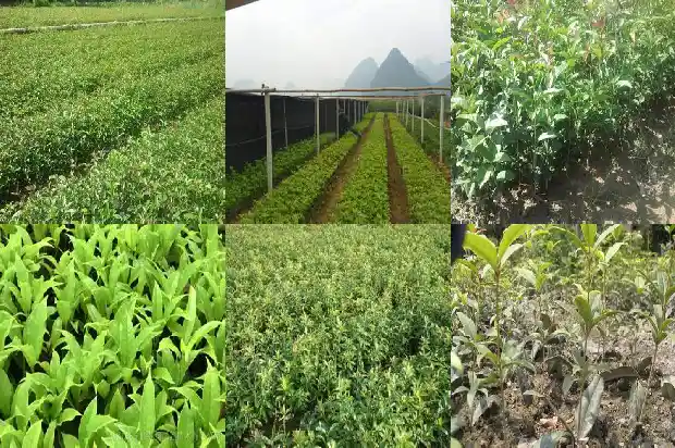 桂花树就是桂树吗为什么1684110831615