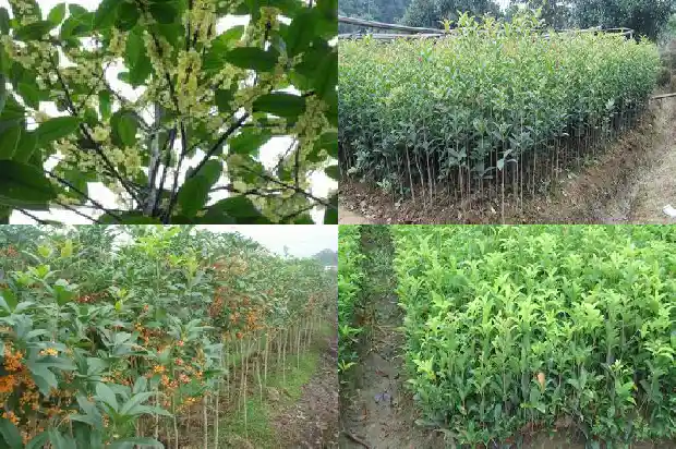 桂子树是桂花树吗1684110849589