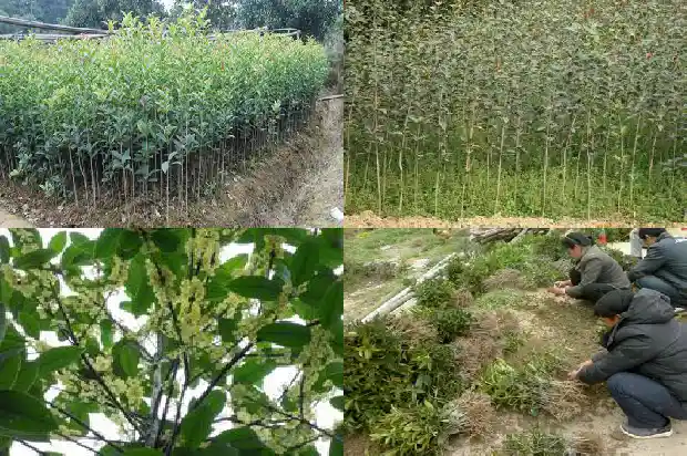 桂子树是桂花树吗1684110849637