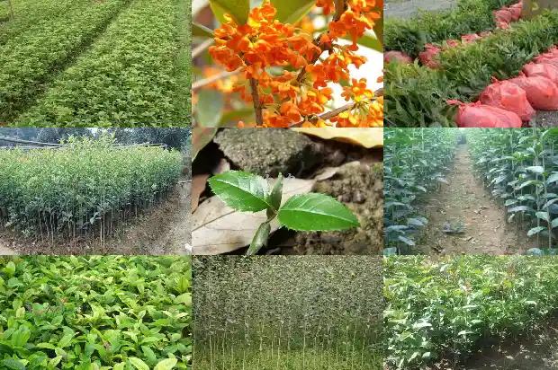 桂花的桂是哪个桂1684110893021
