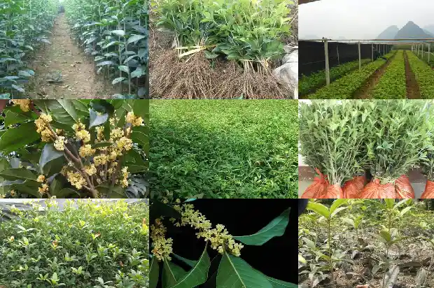 桂花树在哪里种1684110914056