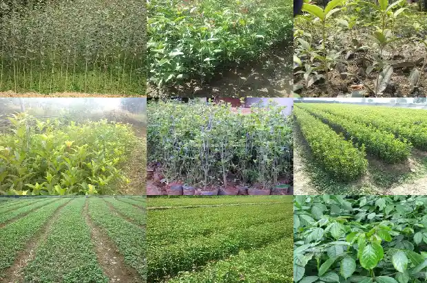 桂花树是什么地方的树呢英语1684110935740