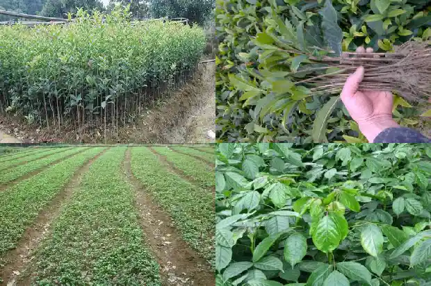 桂花树是什么地方的树呢英语1684110935788