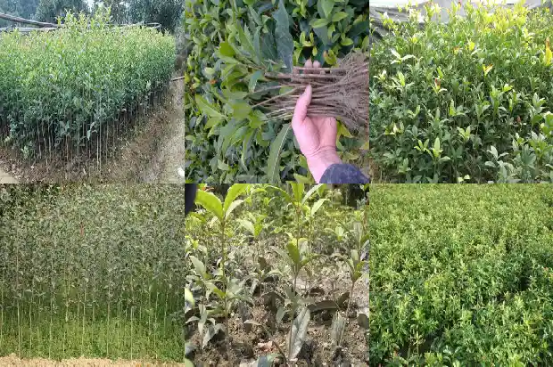 桂花树长什么样的?1684110954988