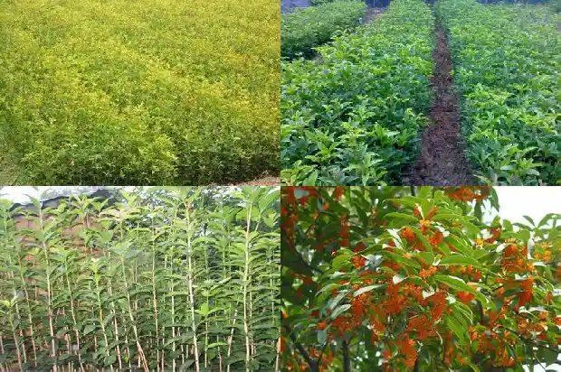 什么桂花一年开两次1690504301172