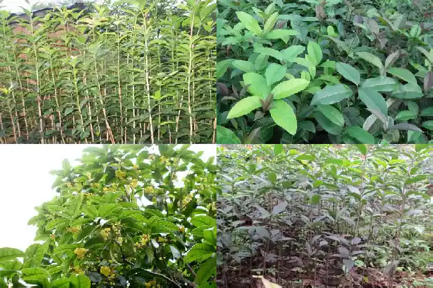 桂花树要多少钱一盆好看1690418364937