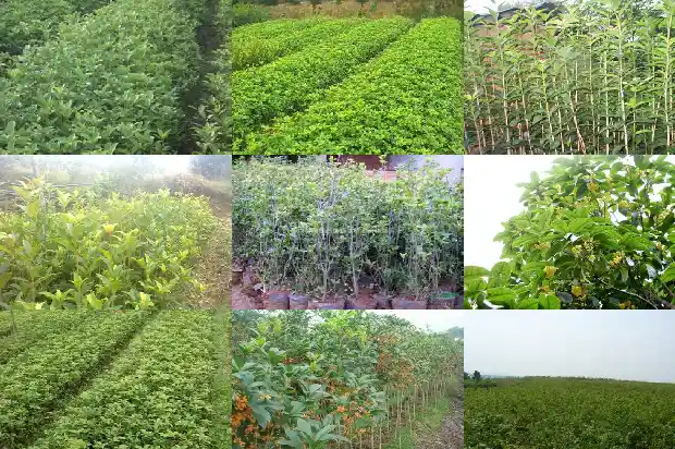 桂花树又叫什么树呢1684110986961
