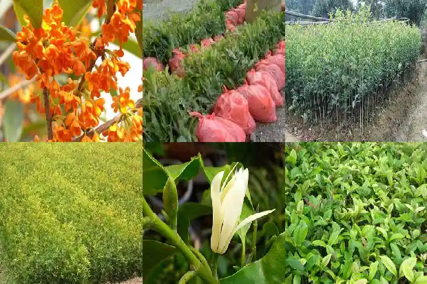 桂花的长度大小是多少厘米1688609612134