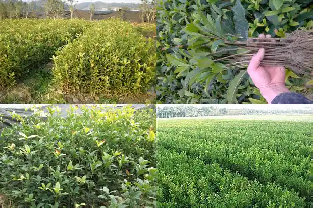 桂花树适合哪里种植呢1684111042391